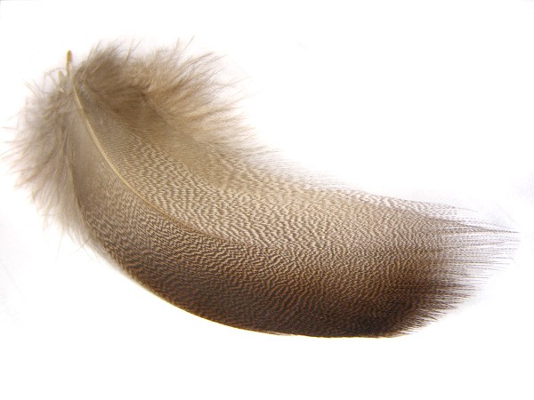 Plumes VENIARD Pour Montage De Mouches – Peau De Canard Entier, Saddle, Neuve