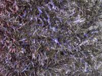 Semperfli EggStatic Egg Fritz 8mm - Black Sturgeon