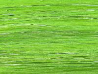 Future Fly Salmo Flash - Chartreuse