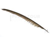 Wapsi Plumes Golden Pheasant Tail Piece