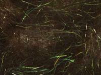 Hemingway`s Peacock Dubbing - 02 Bronze