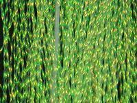 Krystal Flash - Fl. Chartreuse