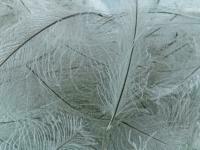 Plumes FMFly Goose CDC 1G - Dyed Olive Blue Dun