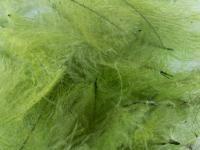 Plumes FMFly Goose CDC 1G - Dyed Olive