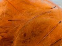 Plumes FMFly Goose CDC 1G - Dyed Rusty