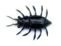 Leurres FishUp Maybug 1.3" #043 - Watermelon Brown/Black