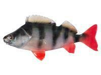 Leurres souples Fox Rage Ultra Natural Fillets 6cm - Perch