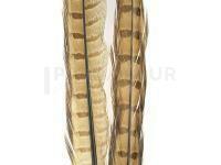 Ringneck Tail Feathers - 027 Bleached Ginger