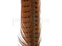 Ringneck Tail Feathers - 051 Rusty Brown