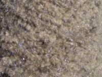 Semperfli EggStatic Egg Fritz 8mm - Beluga Pearl Grey