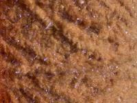 Semperfli EggStatic Egg Fritz 8mm - Brown Trout Roe