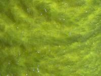 Semperfli EggStatic Egg Fritz 8mm - Fl Atomic Yellow