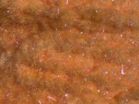 Semperfli EggStatic Egg Fritz 8mm - Peach