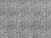 Wapsi Thin Skin Fly Specks - 000 Clear Black