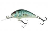 Salmo Hornet H2S - Real Dace