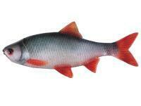 Leurres souples Fox Rage Ultra Natural Fillets 6cm - Roach