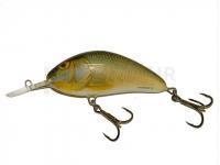 Salmo Hornet H9F RR