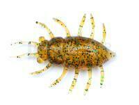 Leurres FishUp Maybug 1.3" #036 - Caramel/Green & Black