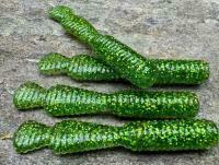 Leurres souples Great Fish GF2 Leech 60mm 1.8g - no scent - glitter green