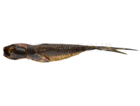 Leurres Qubi Lures Syrena V-Tail 7cm 4g - Whiskey