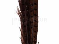 Ringneck Tail Feathers - 037 Chocolate Brown