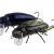 Microbait Leurre Durs Beetle