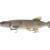 Savage Gear 3D Line Thru Pike