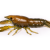LiveTarget Crawfish