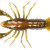 LiveTarget Crawfish