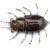 FishUp Maybug