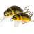 Wob-Art Leurres Pływak żółtobrzeżek (Great diving beetle)