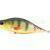 Dorado Tempter 18 Big Mama