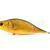 Dorado Tempter 18 Big Mama