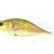 Dorado Tempter 18 Big Mama
